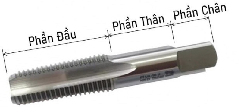 Cấu tạo của taro chia làm 3 phần với cấu trúc khác nhau